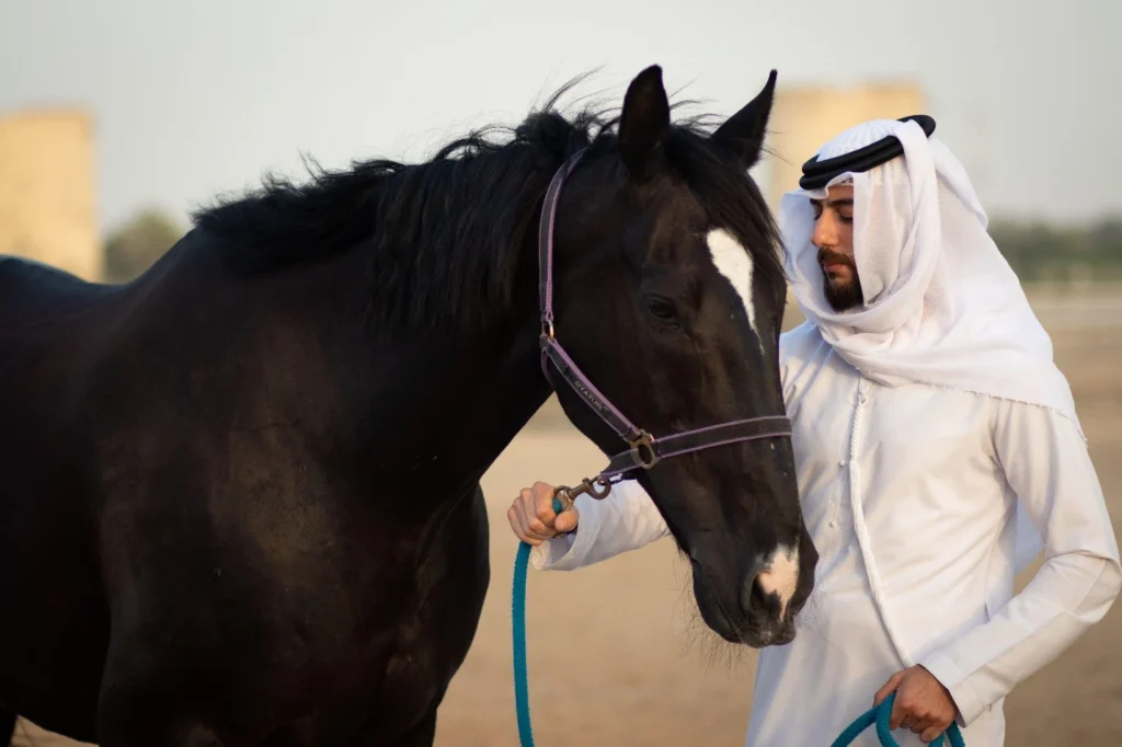 An Arab man in an ethnic white Jalabiya stands close to a jet-black horse, gripping a sky-colored rope at a sandy horse stable.